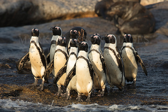 A group of African penguins gather on Seal Island, South Africa to fish in the surrounding waters