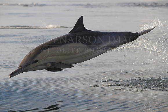 A common dolphin jumps from the calm morning waters of False Bay, South Africa