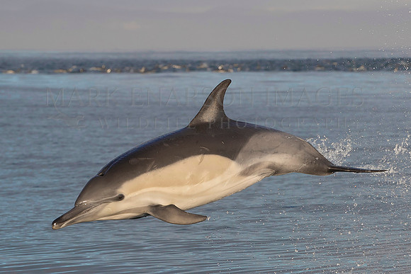 A common dolphin jumps from the calm morning waters of False Bay, South Africa