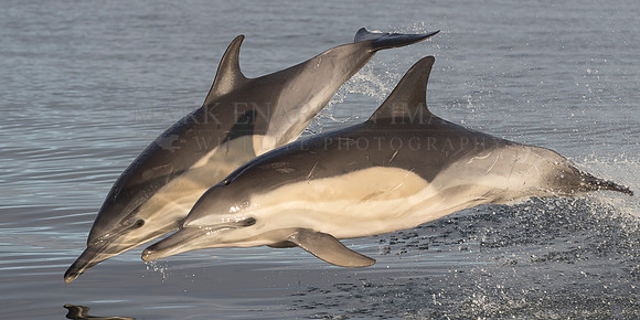 A pair of common dolphin jump from the calm morning waters of False Bay, South Africa