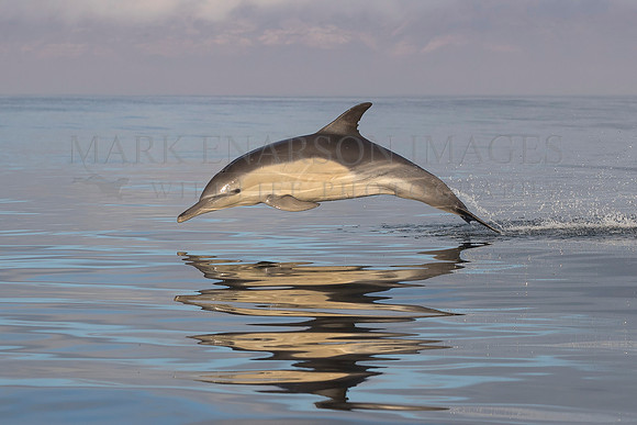A common dolphin jumps from the calm morning waters of False Bay, South Africa