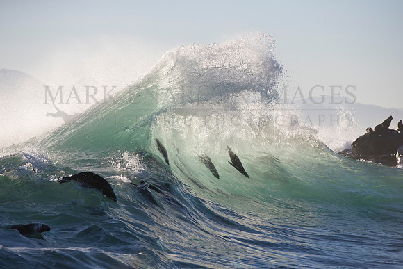 Cape fur seals surf a large wave off Seal Island, in False Bay, South Africa