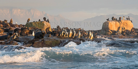 The animals of Seal Island in morning light