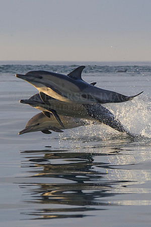 A group of common dolphins jump in the glassy morning water of False Bay, South Africa