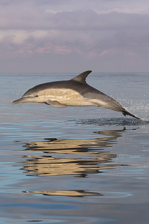 A common dolphin jumps from the calm morning waters of False Bay, South Africa
