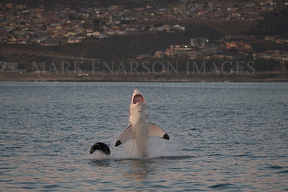 A white shark hunts a Cape fur seal, in front of the houses lining Mossel Bay, South Africa