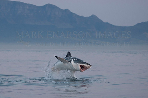 A white shark hunts in the early morning at Seal Island, in False Bay, South Africa
