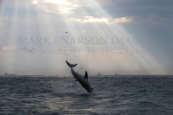 A white shark breaches in front of the tanker ships in Mossel Bay, South Africa