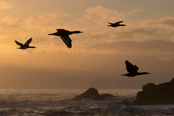 Cape Cormorants leaving Seal Island, South Africa in the early morning light