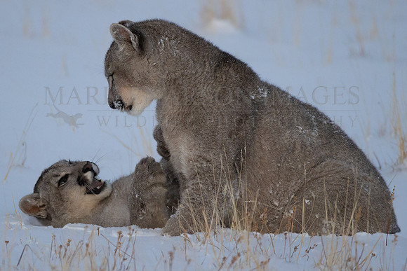 Puma cubs play in the snow, at Torres del Paine, Chile