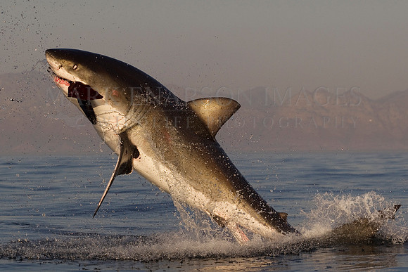 A white shark breaches on a decoy in the late afternoon at Seal Island, in False Bay, South Africa