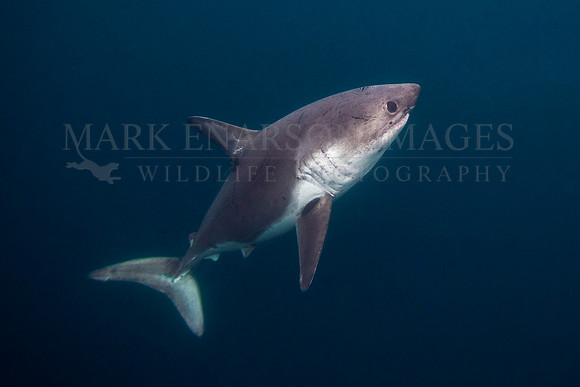 A salmon shark hunts the cold waters of Prince William Sound, Alaska