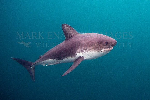 A salmon shark hunts the cold waters of Prince William Sound, Alaska