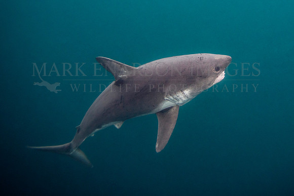 A salmon shark hunts the cold waters of Prince William Sound, Alaska