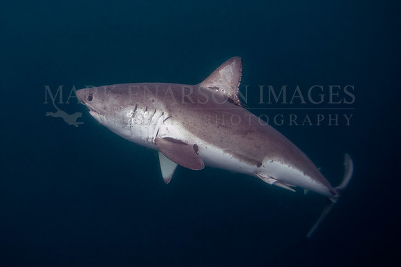 A salmon shark hunts the cold waters of Prince William Sound, Alaska