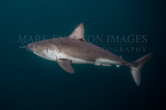 A salmon shark hunts the cold waters of Prince William Sound, Alaska