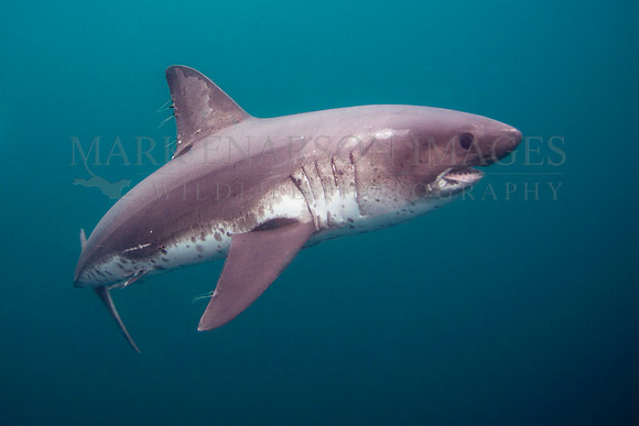 A salmon shark hunts the cold waters of Prince William Sound, Alaska