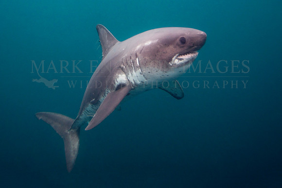 A salmon shark hunts the cold waters of Prince William Sound, Alaska