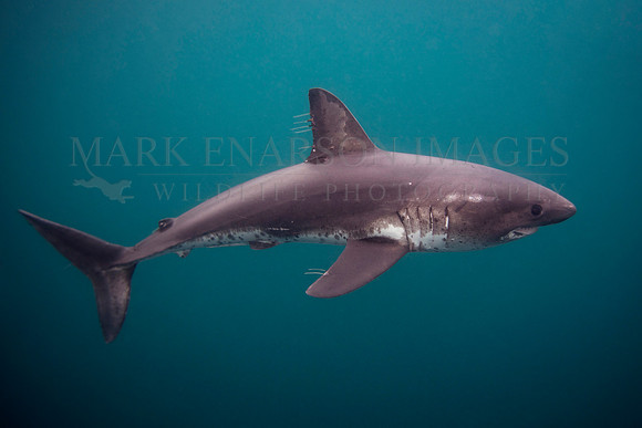 A salmon shark hunts the cold waters of Prince William Sound, Alaska