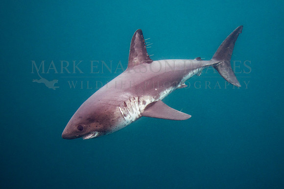 A salmon shark hunts the cold waters of Prince William Sound, Alaska