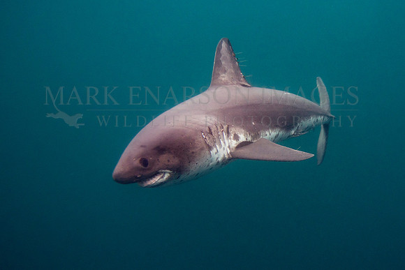 A salmon shark hunts the cold waters of Prince William Sound, Alaska