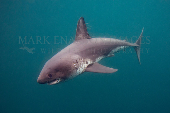 A salmon shark hunts the cold waters of Prince William Sound, Alaska