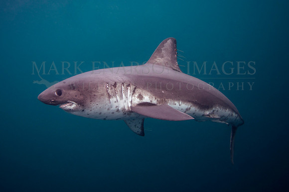 A salmon shark hunts the cold waters of Prince William Sound, Alaska