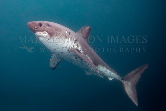 A salmon shark hunts the cold waters of Prince William Sound, Alaska