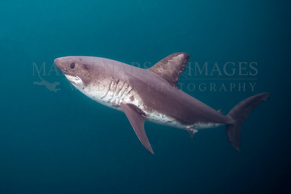 A salmon shark hunts the cold waters of Prince William Sound, Alaska