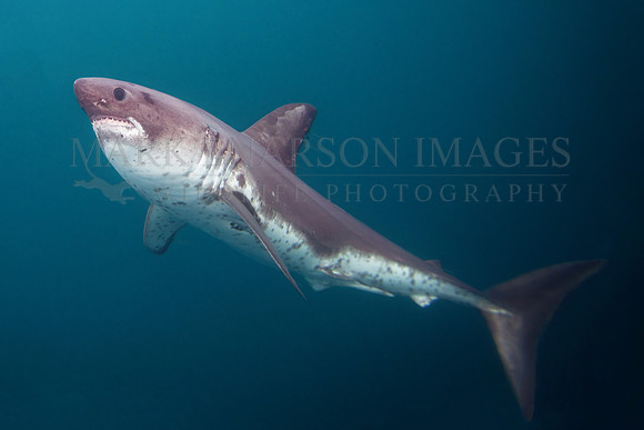 A salmon shark hunts the cold waters of Prince William Sound, Alaska