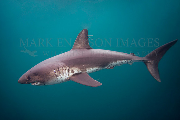 A salmon shark hunts the cold waters of Prince William Sound, Alaska