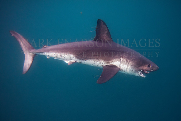 A salmon shark hunts the cold waters of Prince William Sound, Alaska