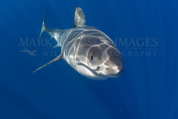 A white shark at Isla Guadalupe, Mexico