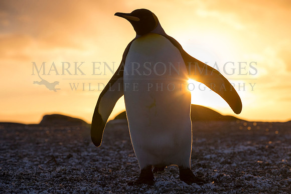 A king penguin in the sunrise at St. Andrew's Bay, South Georgia