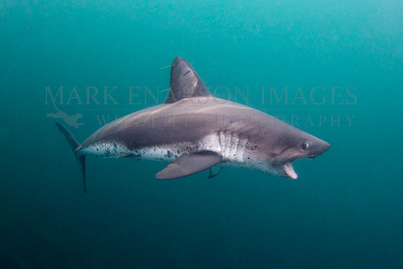 A salmon shark hunts the cold waters of Prince William Sound, Alaska