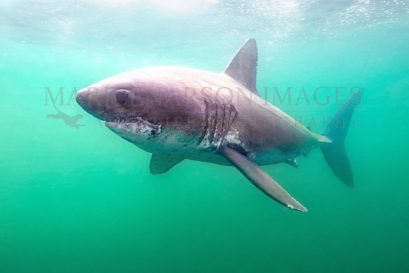 A salmon shark hunts the cold waters of Prince William Sound, Alaska