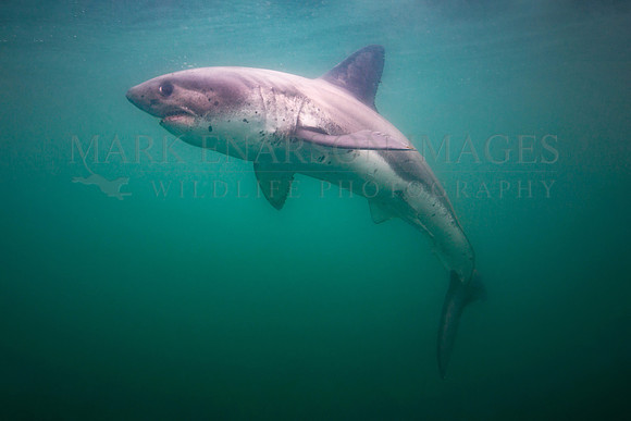 A salmon shark hunts the cold waters of Prince William Sound, Alaska