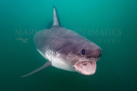 A salmon shark hunts the cold waters of Prince William Sound, Alaska