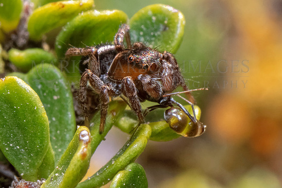 A jumping spider with its prey at Punta Norte, Argentina