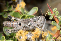 A grasshopper at Punta Norte, Argentina
