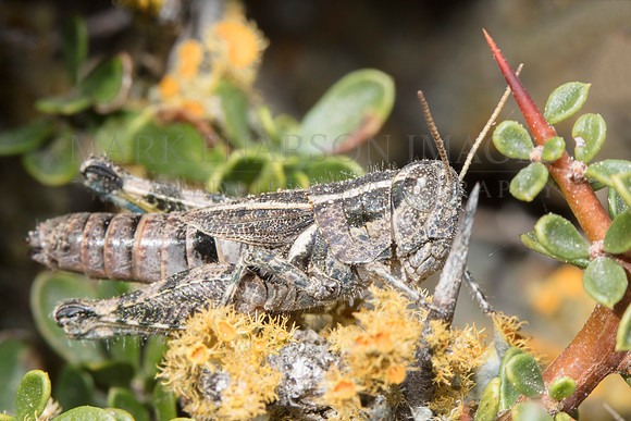 A grasshopper at Punta Norte, Argentina