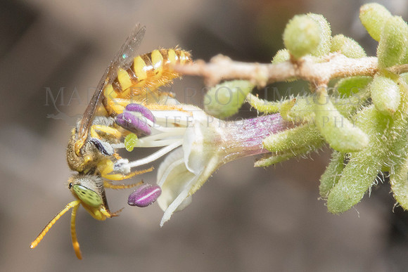 A sweat bee (genus Halictidae) at Punta Norte, Argentina