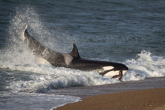 An orca strands attempting to capture a South American sea lion pup at Punta Norte, Argentina