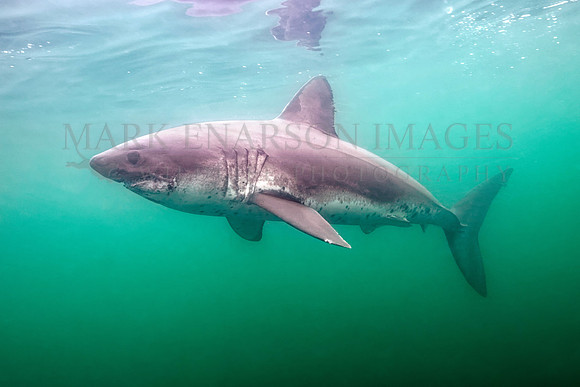 A salmon shark hunts the cold waters of Prince William Sound, Alaska