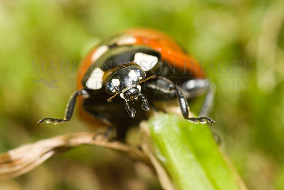 A lady bug climbs a blade of grass