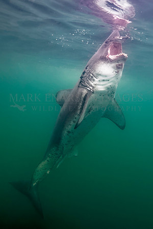 A salmon shark rises to eat a herring at Prince William Sound, Alaska