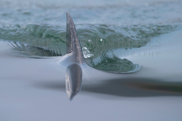 The dorsal fin of a salmon shark slices through the still water of Prince William Sound, Alaska
