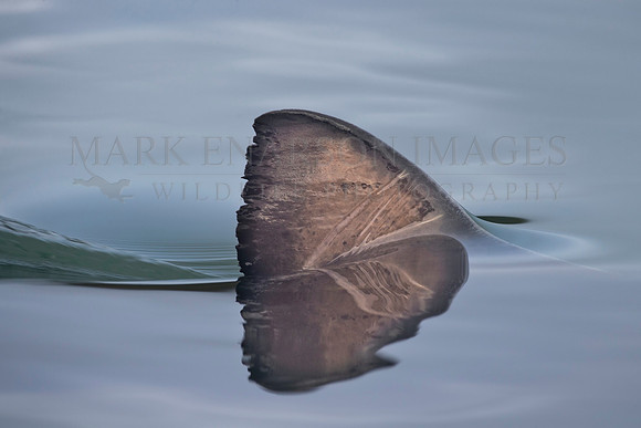 The dorsal fin of a salmon shark slices through the still water of Prince William Sound, Alaska