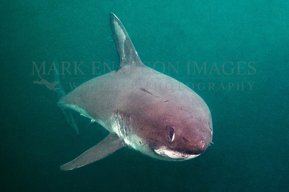 A salmon shark hunts the cold waters of Prince William Sound, Alaska