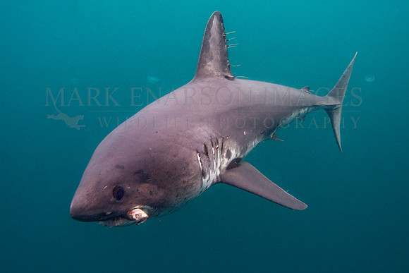 A salmon shark captures a herring in the cold waters of Prince William Sound, Alaska